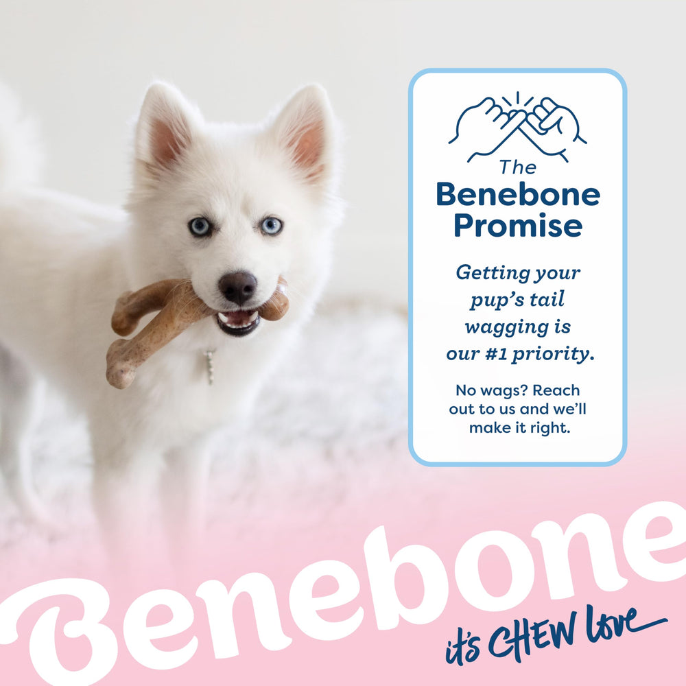 Benebone Puppy Wishbone con agarre ergonómico, mostrado en mano para masticación guiada.
