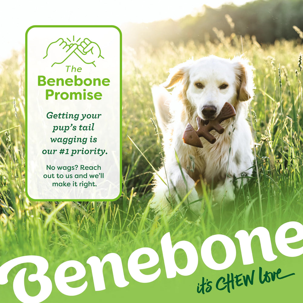 Benebone para perros pequeños, ideal para masticar y jugar.