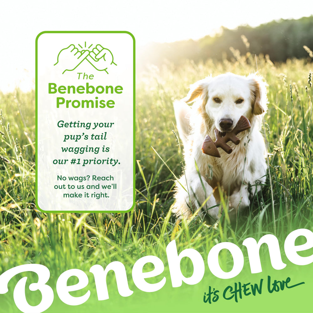 Benebone Tiny 2-Pack, textura resistente para juego sostenido.