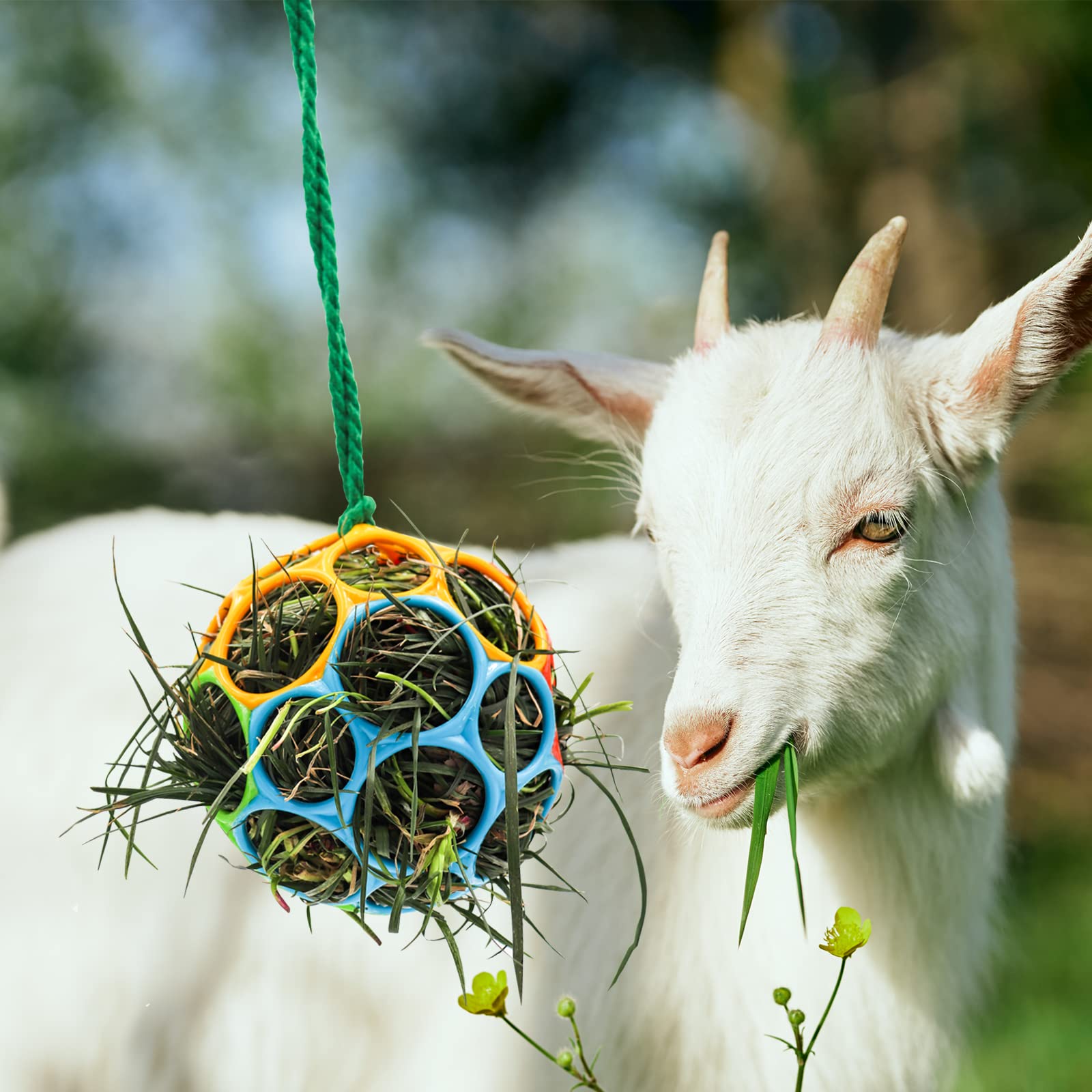 Besimple dispensador de heno para cabras en establo, fomenta juego