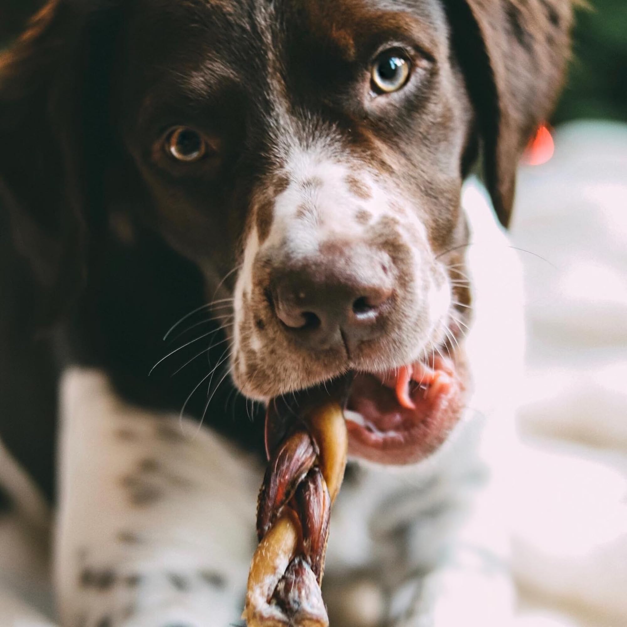 Best Bully Sticks alternativa segura al cuero crudo, libre de granos y sin hormonas.