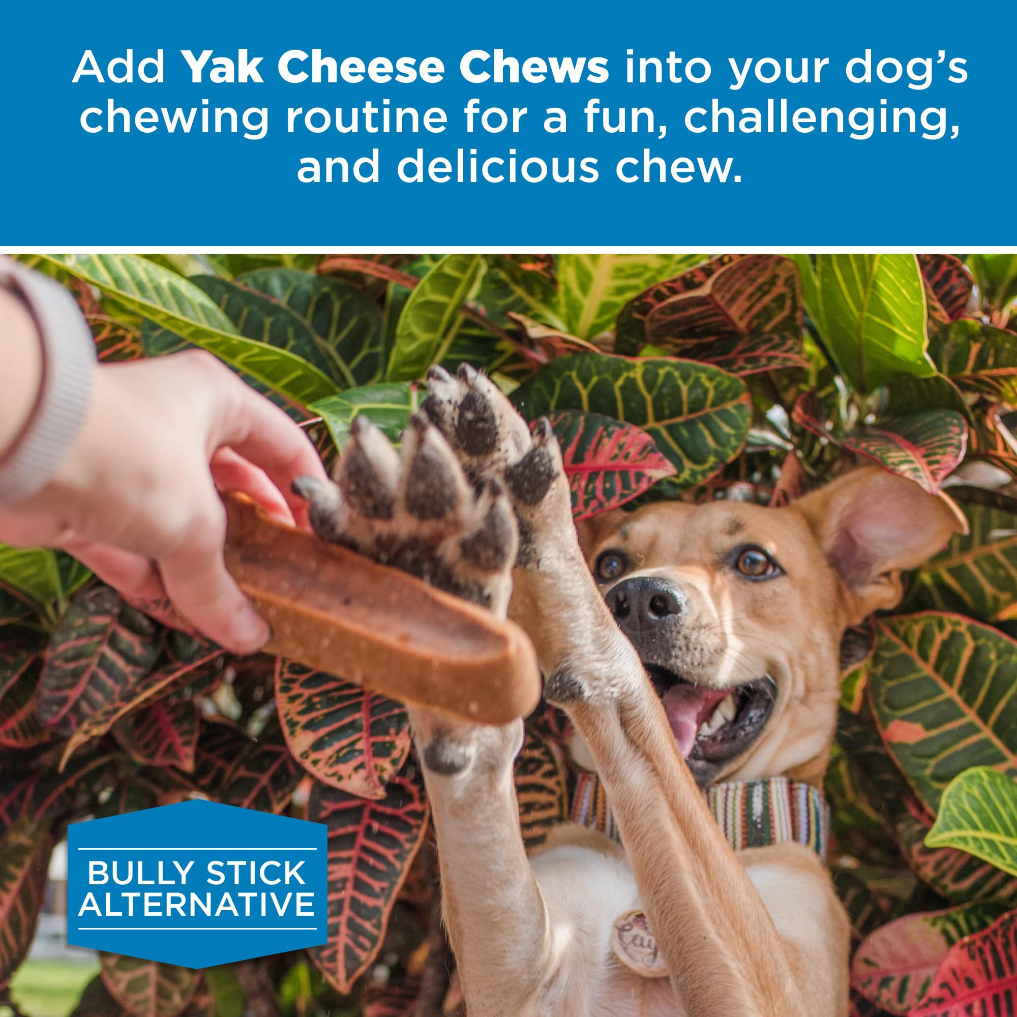 Best Bully Sticks alternativa segura a rawhide para perros