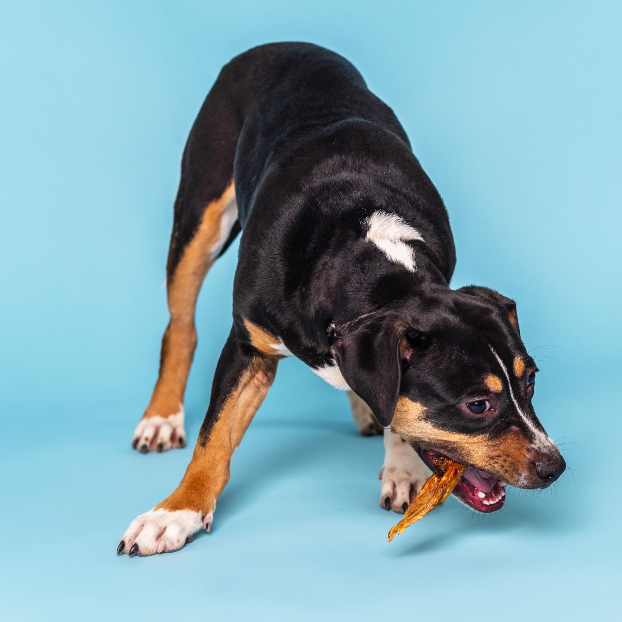 Best Bully Sticks Patitas de Pato, snack sin granos para dietas sensibles.