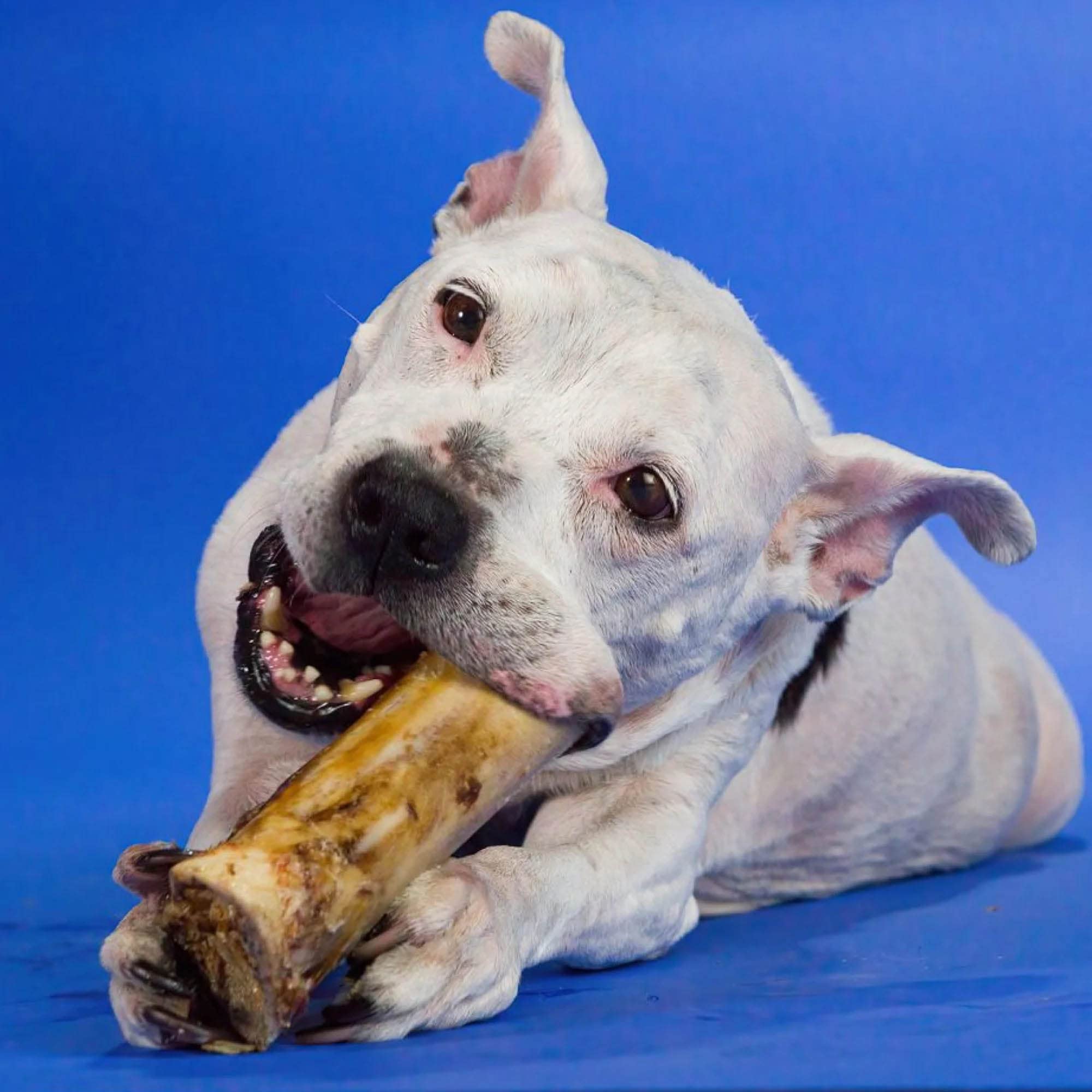 Best Bully Sticks Marrow Bones para razas grandes: entretenimiento prolongado