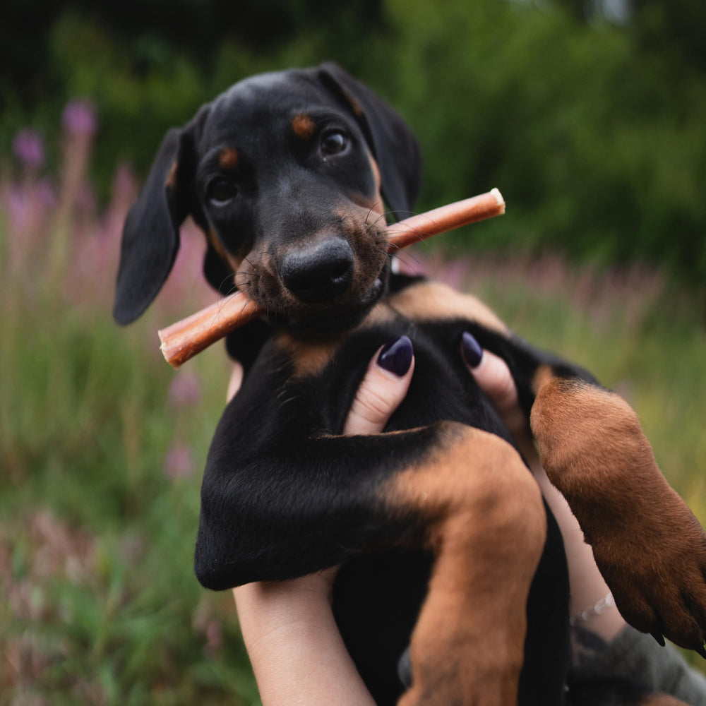 Best Bully Sticks aptos para perros de todos los tamaños, sin granos ni olores fuertes.