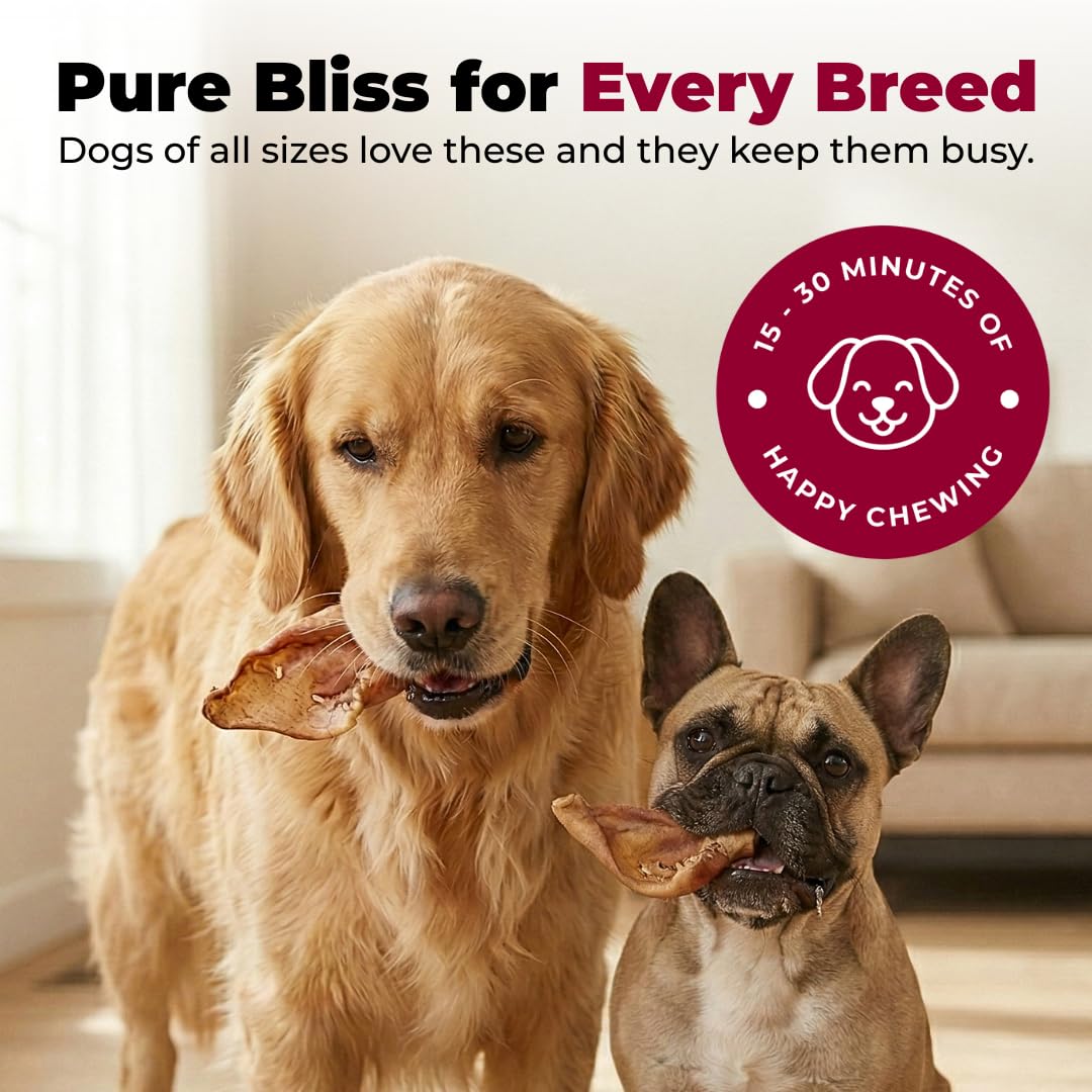 Best Pet Supplies GigaBite orejas de cerdo crujientes: sabor natural y masticación prolongada