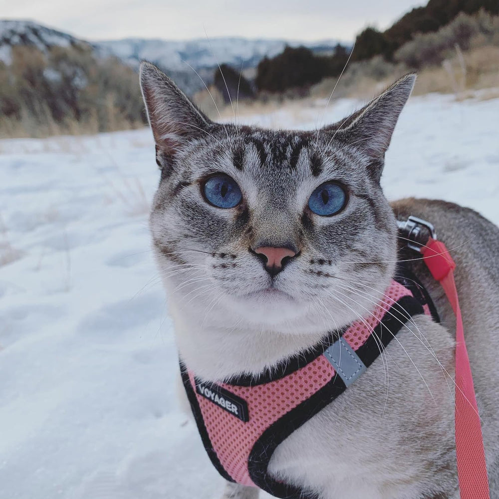 Bandes réfléchissantes améliorent la visibilité lors de sorties crépusculaires