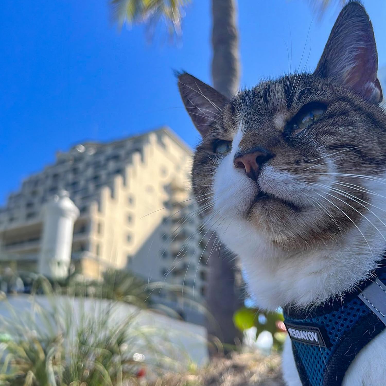 Best Pet Supplies Voyager Step-in Air Harness – usage quotidien et promenades faciles.