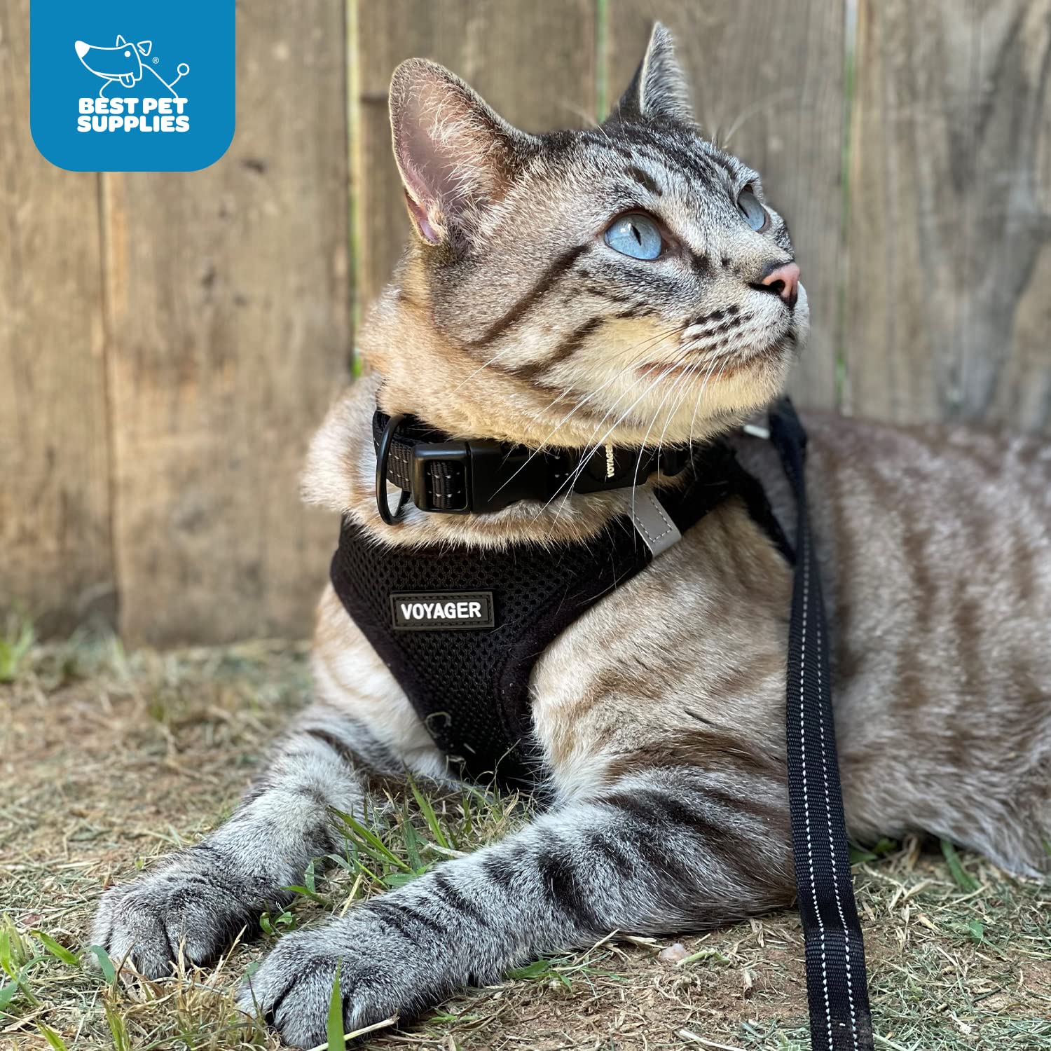 Harnais Voyager Best Pet Supplies idéal pour usage quotidien et promenades urbaines.