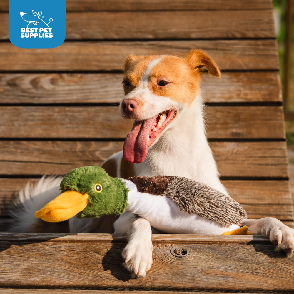 Best Pet Supplies Juguete para perros activos, adecuado para todo tamaño y juego responsable.