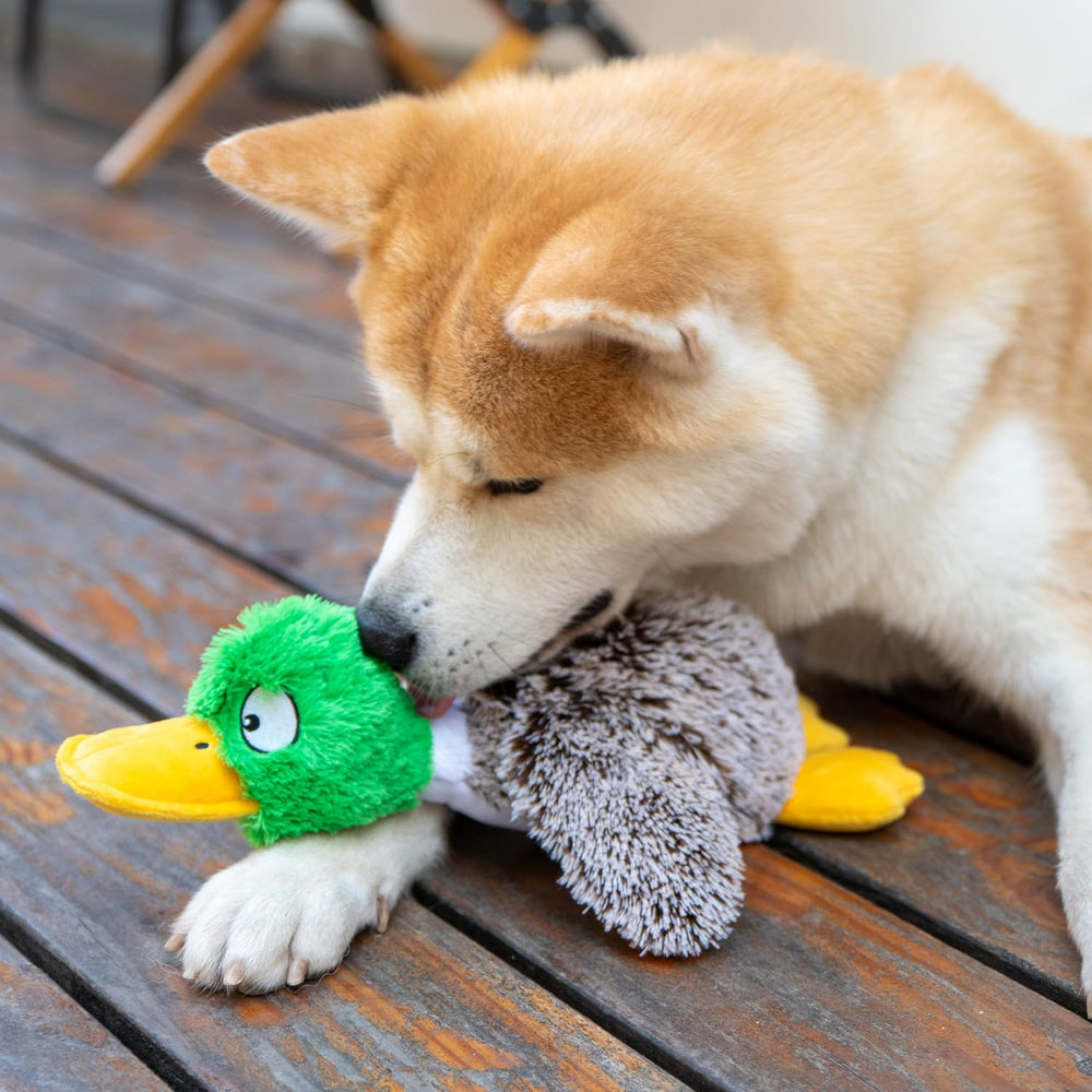 Best Pet Supplies Mallard Duck gris pequeño, ideal para reforzar vínculos durante el juego