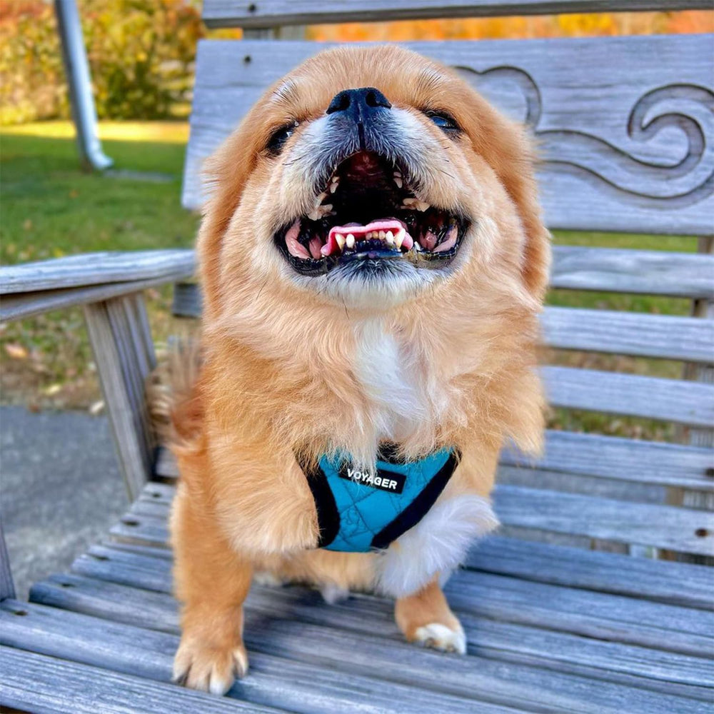 plush suave de Best Pet Supplies para caminatas en días fríos