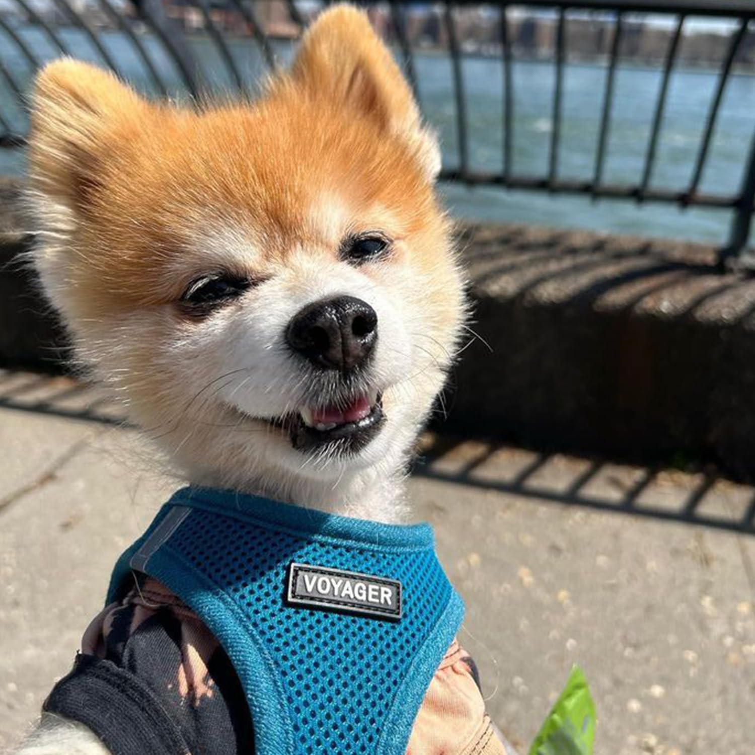 Best Pet Supplies Voyager arnés para perros y gatos, versátil todo el año.