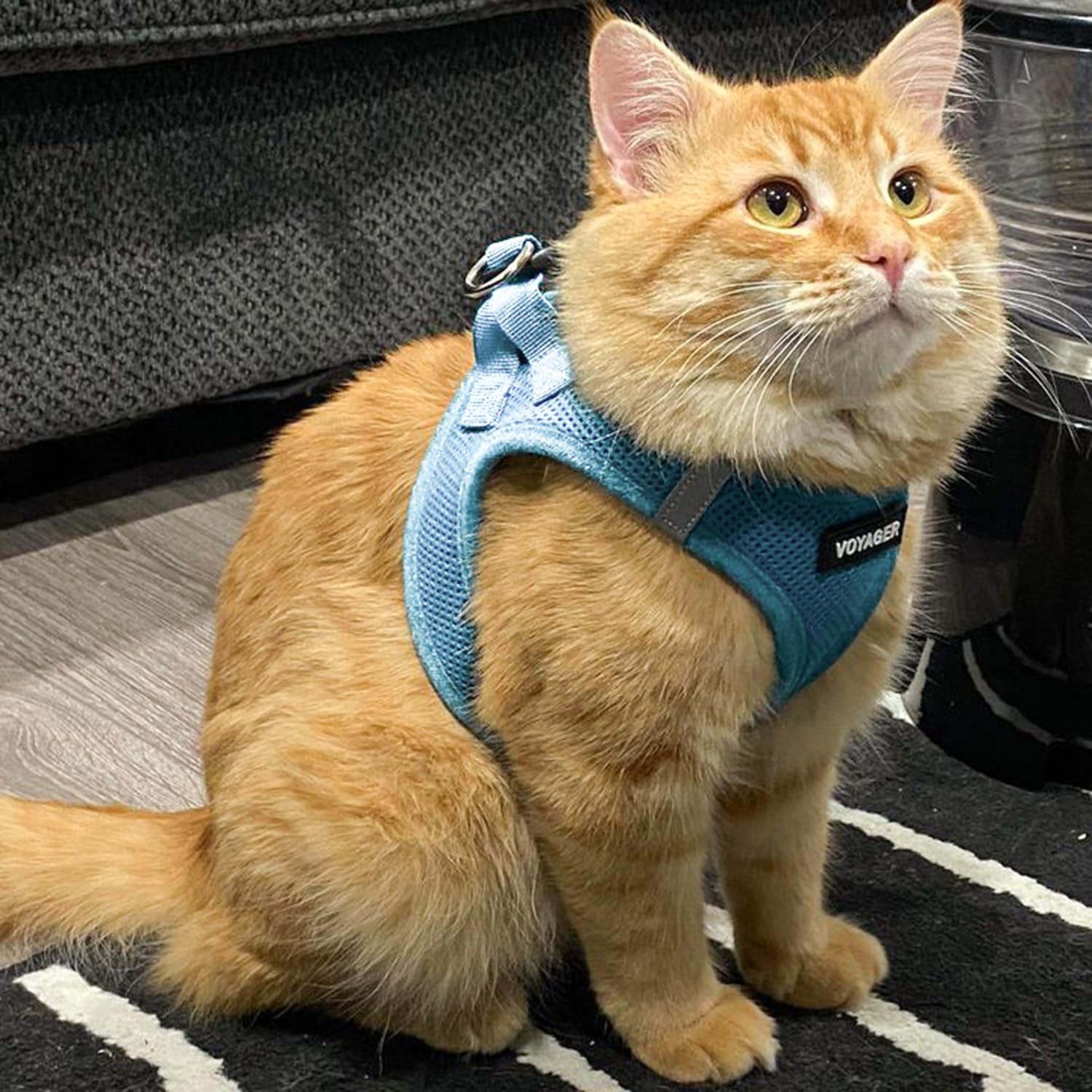 Apta para perros y gatos, ideal para paseos diarios.