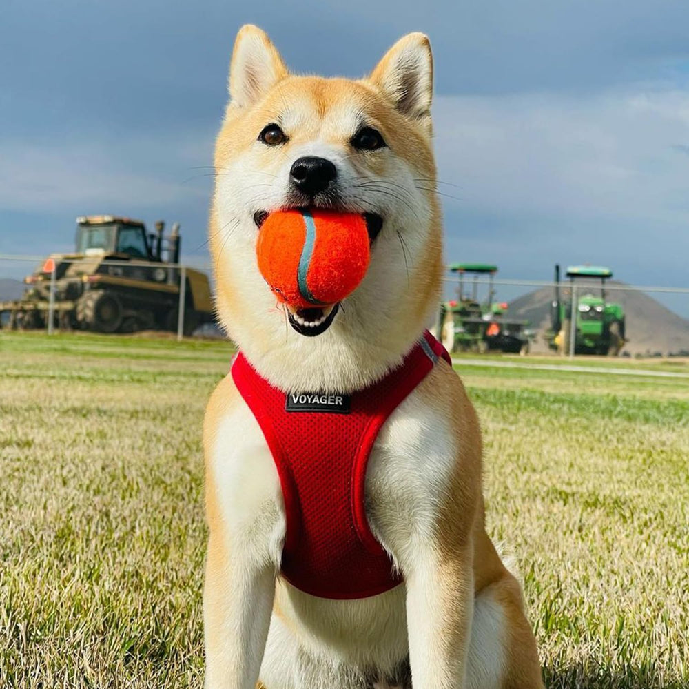 Best Pet Supplies Voyager arnés rojo brillante para mayor visibilidad