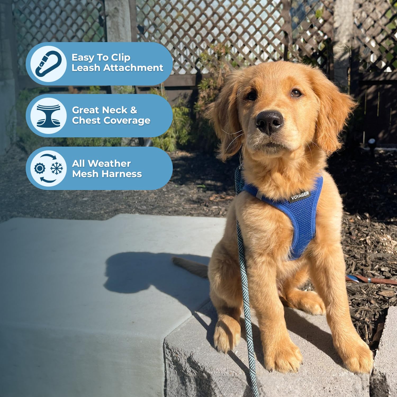 Harnais Best Pet Supplies réfléchissant, bandes réfléchissantes pour promenades nocturnes.
