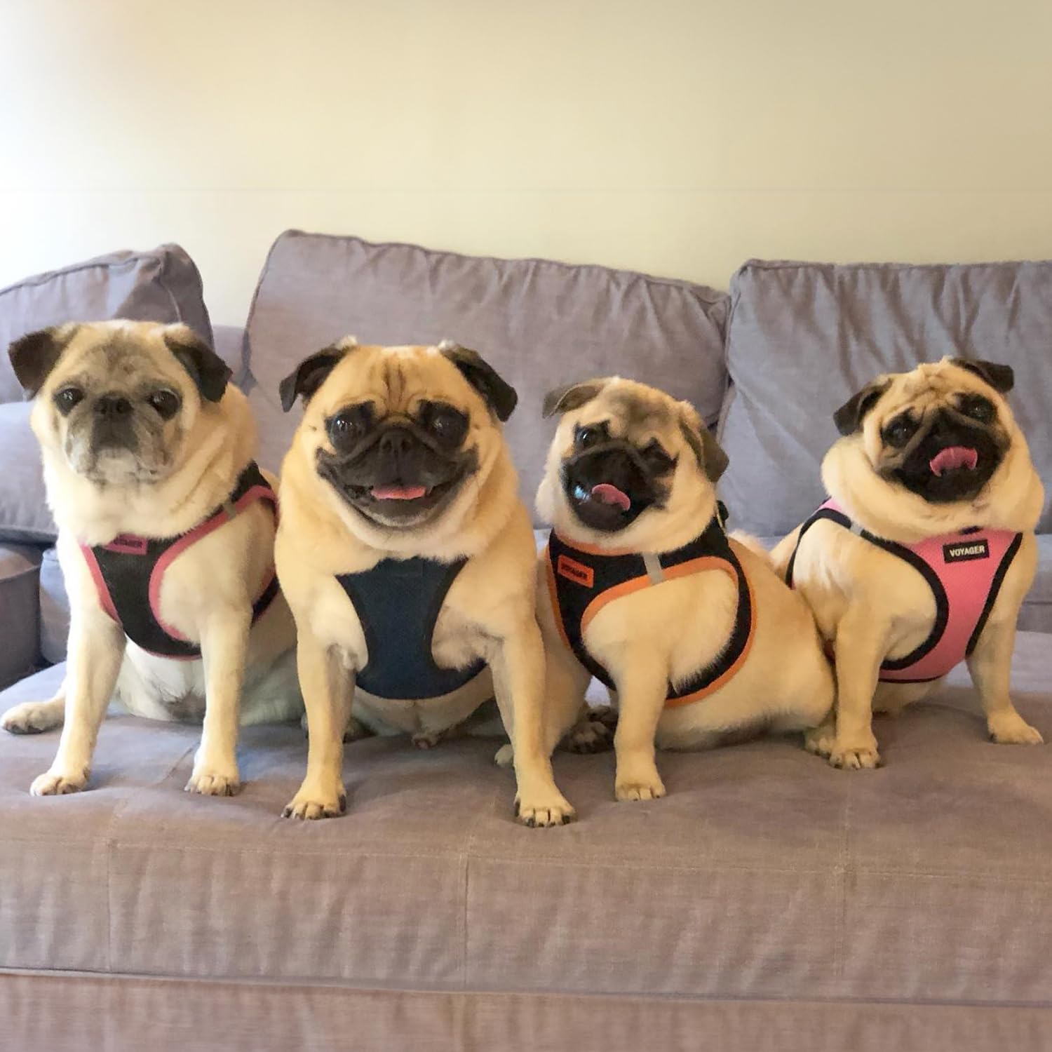 Best Pet Supplies Voyager Harnais – deux bandes réfléchissantes pour sécurité