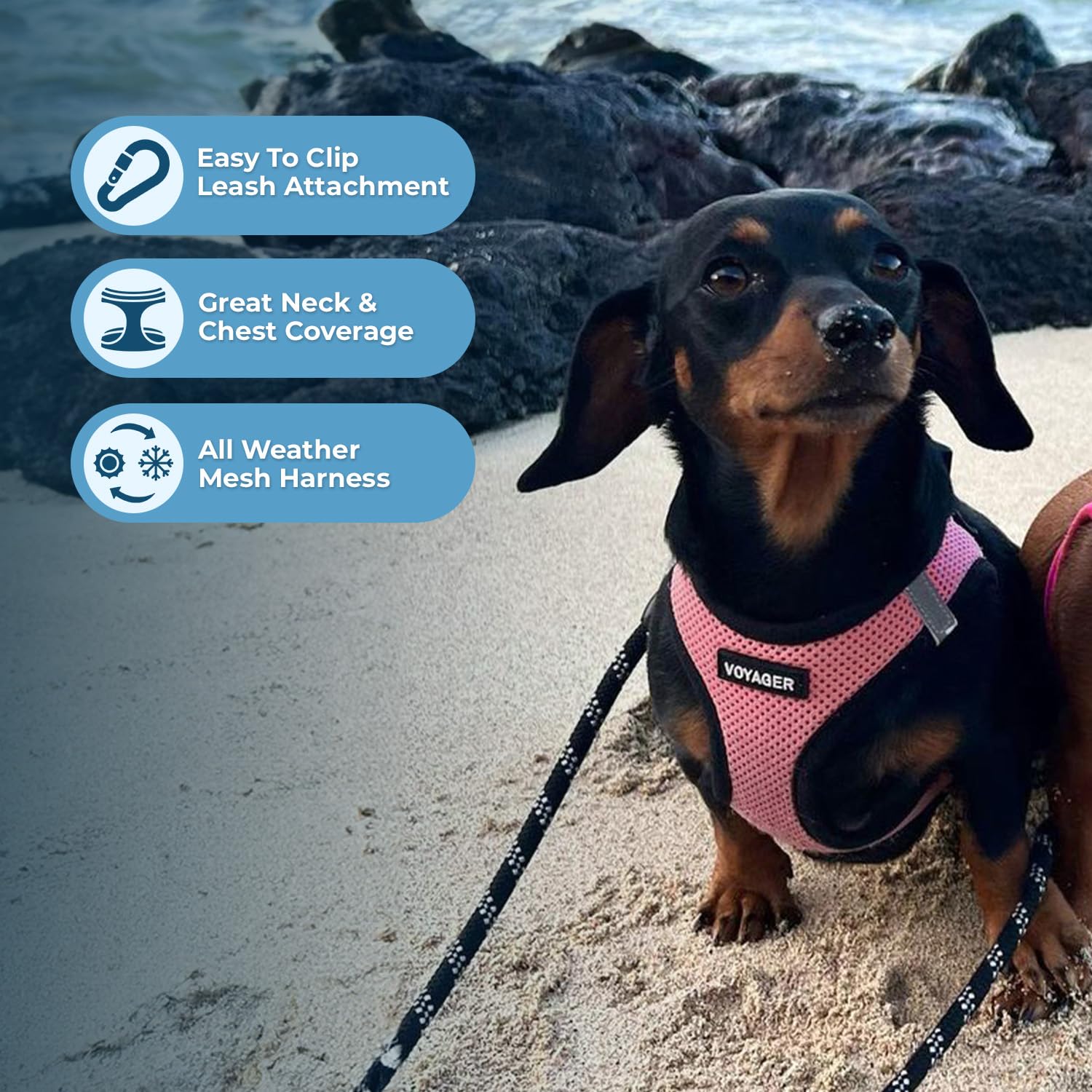 Harnais Voyager Best Pet Supplies design pratique pour enfiler et clipper rapidement.