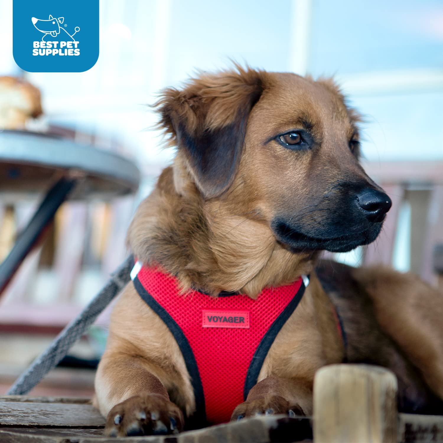 Best Pet Supplies Voyager Harnais idéal pour promenades quotidiennes
