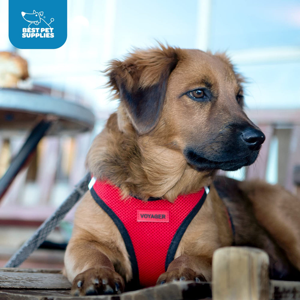Best Pet Supplies Voyager Harnais idéal pour promenades quotidiennes