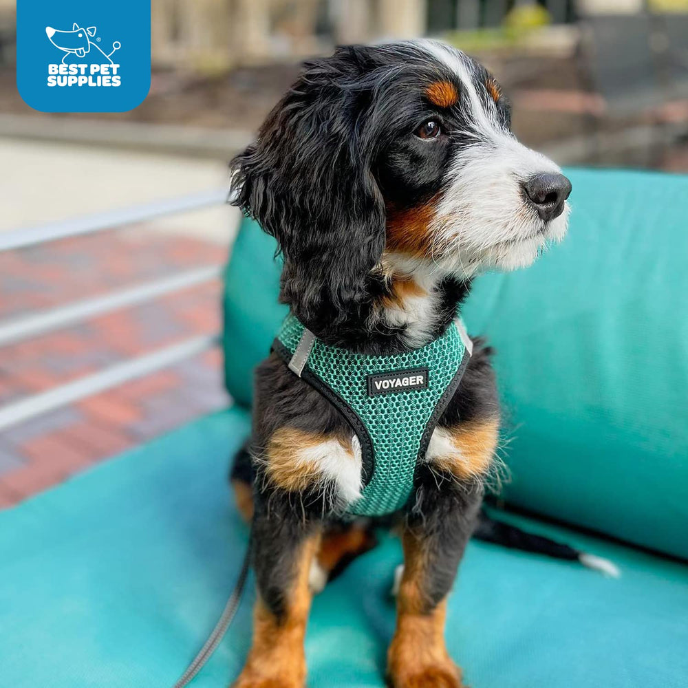 Harnais Voyager Best Pet Supplies, bandes réfléchissantes pour une meilleure visibilité.