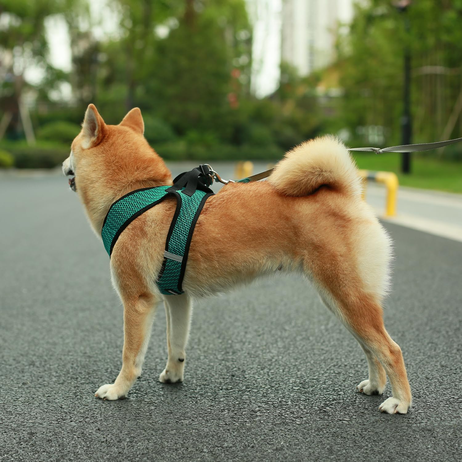 Harnais Voyager Best Pet Supplies, taille XL adapté pour petites et moyennes tailles.