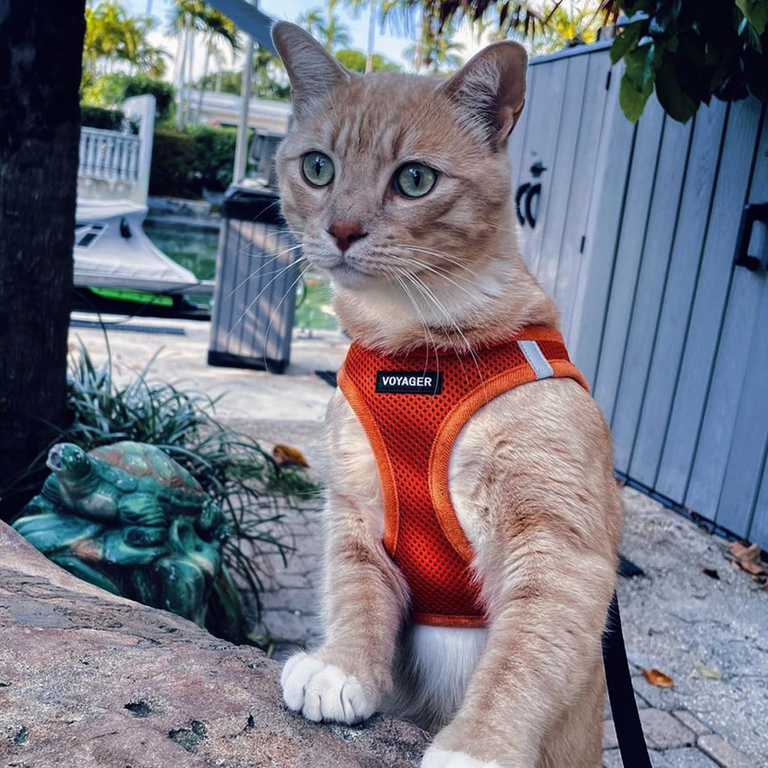 Arnés Voyager de Best Pet Supplies, uso recomendado para gatos y mascotas pequeñas.