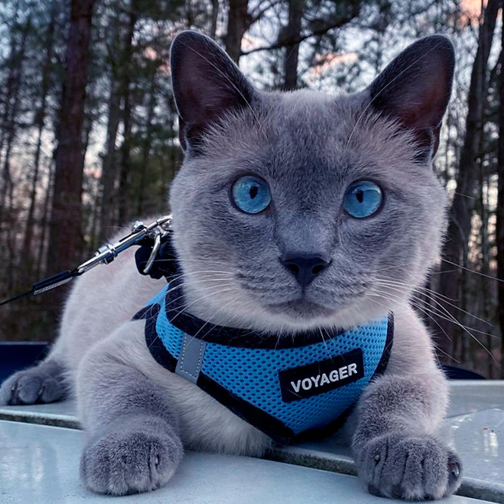 Best Pet Supplies Voyager Step-in Air, ideal pour promenades quotidiennes, facile a mettre.