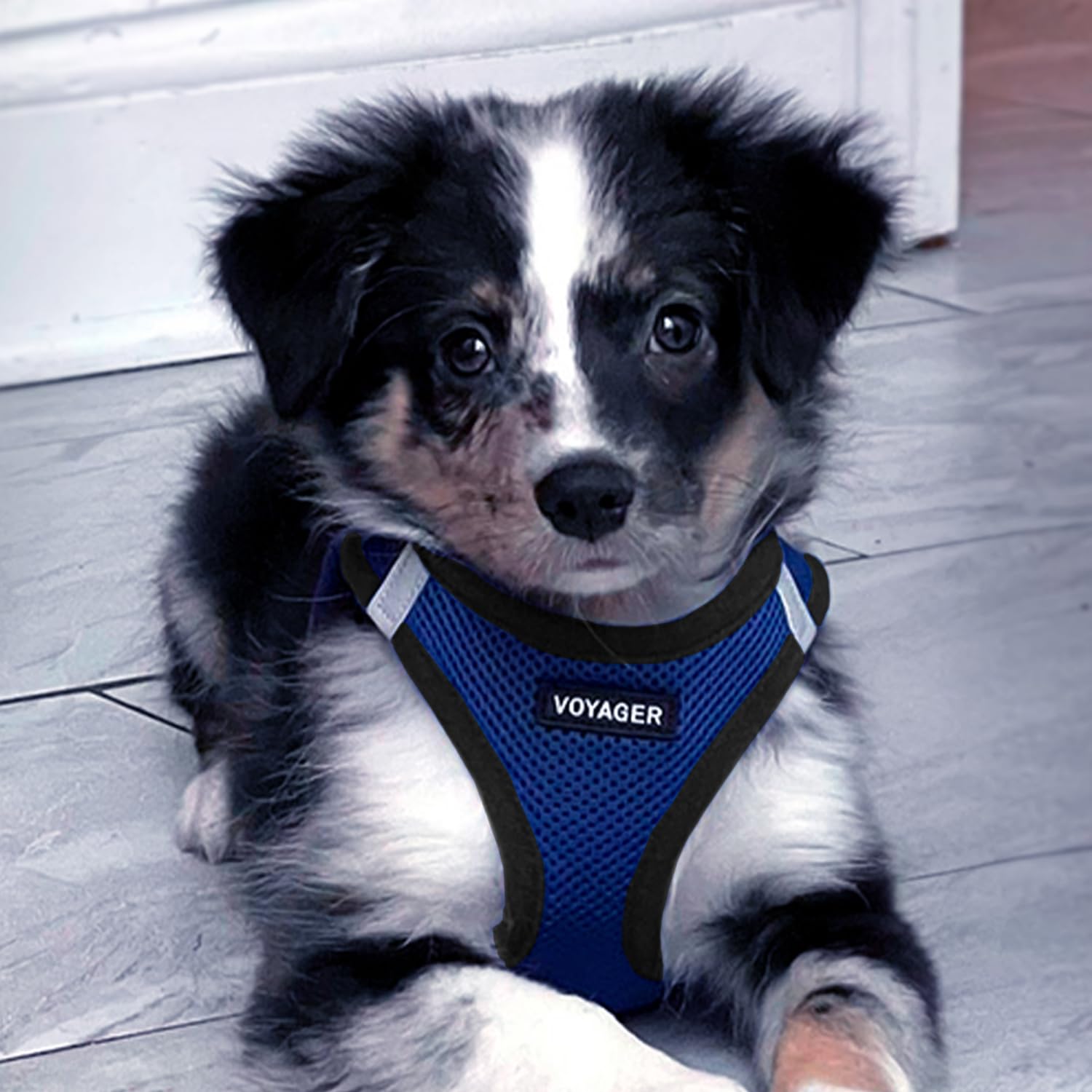 Best Pet Supplies Voyager seguridad triple para caminatas tranquilas.