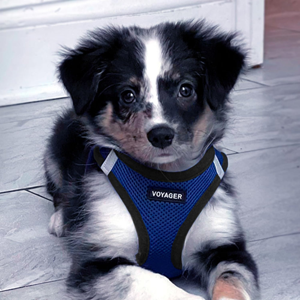 Best Pet Supplies Voyager seguridad triple para caminatas tranquilas.