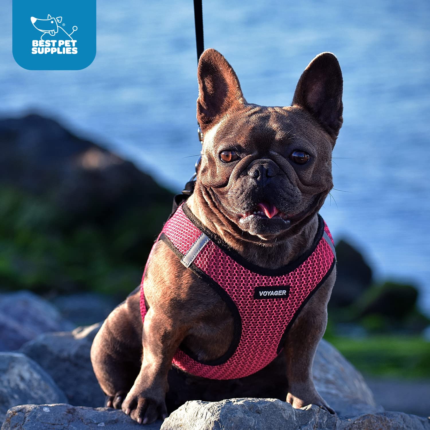 Best Pet Supplies Voyager uso-diario para perros y gatos pequeños