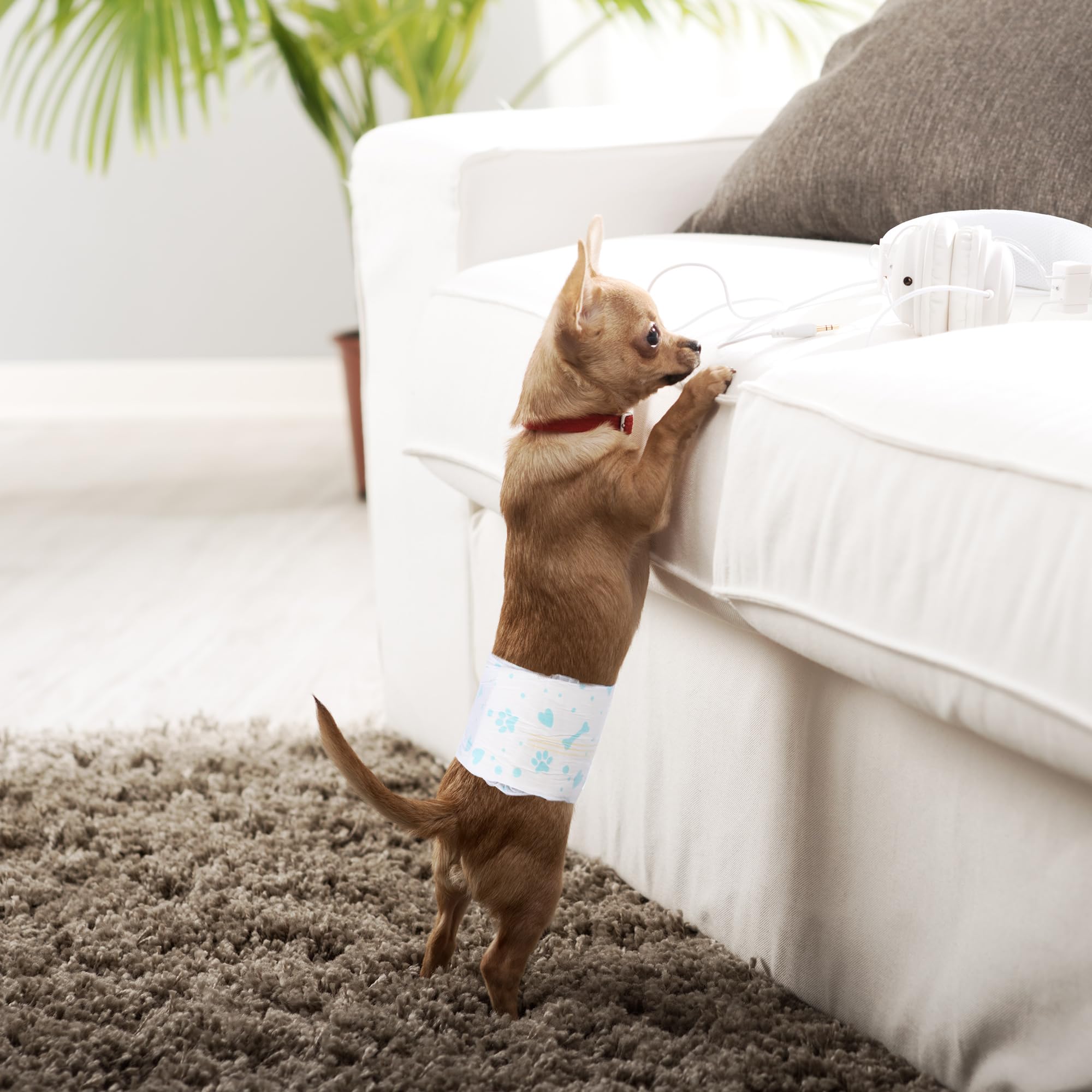 Pañal BESTLE para perro macho: uso diario ideal para viajes y salidas