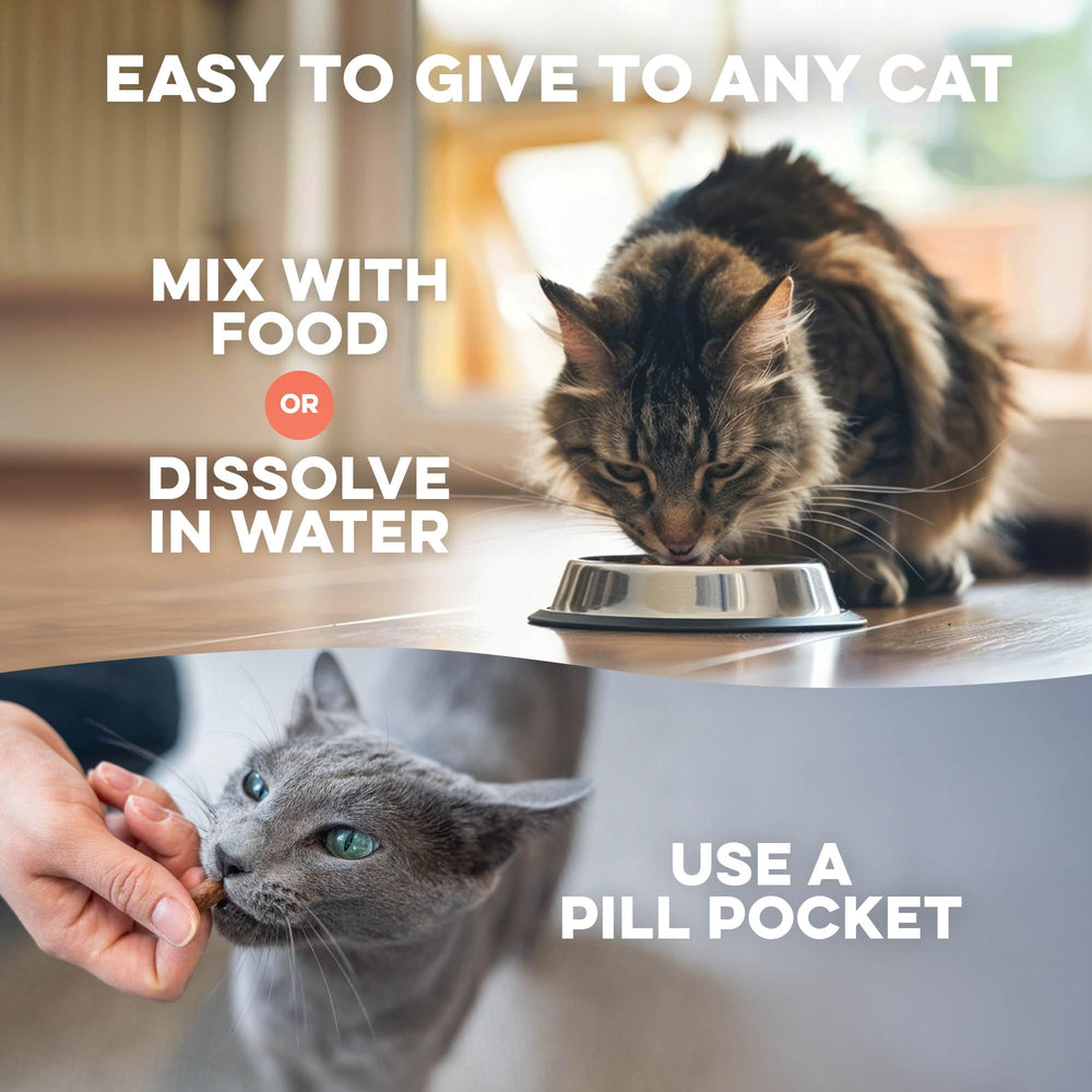 Control de caspa y dermatitis en gatos con BestLife4Pets.