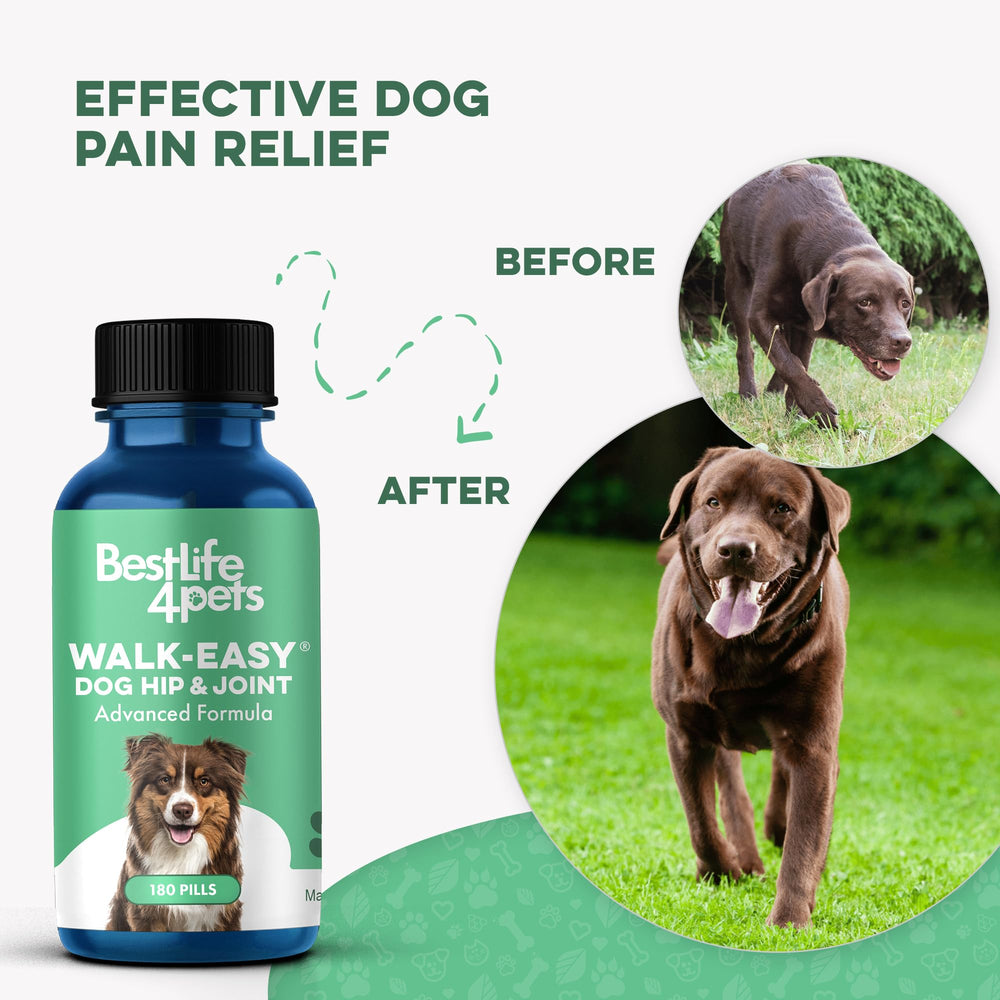 Perro jugando en parque con BestLife4Pets, actividad y alegría