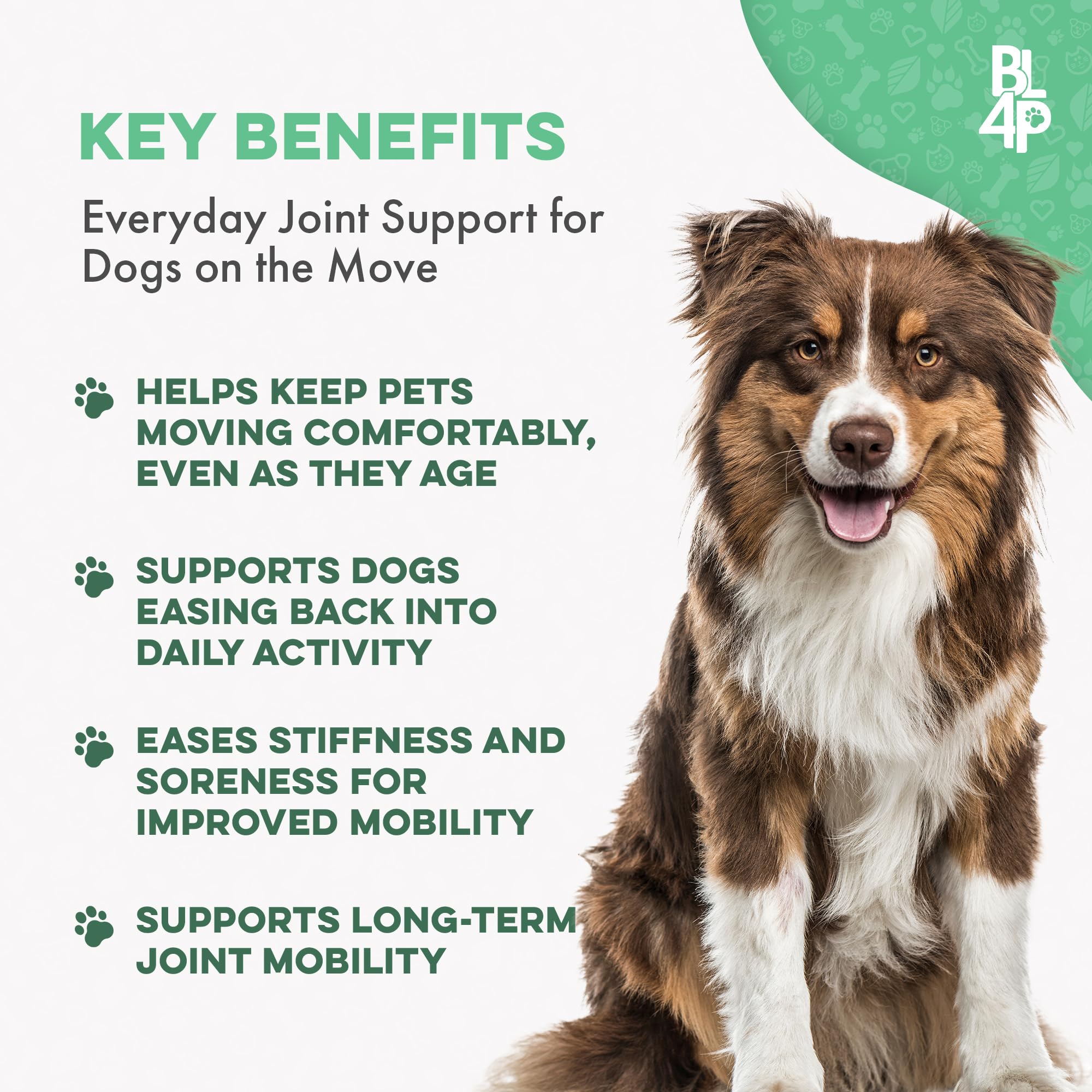 Perro mayor sube escaleras con BestLife4Pets, movilidad mejorada