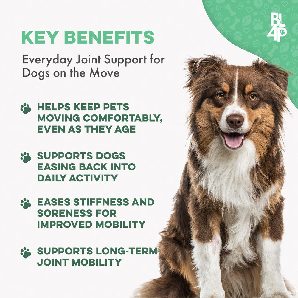 Perro mayor sube escaleras con BestLife4Pets, movilidad mejorada