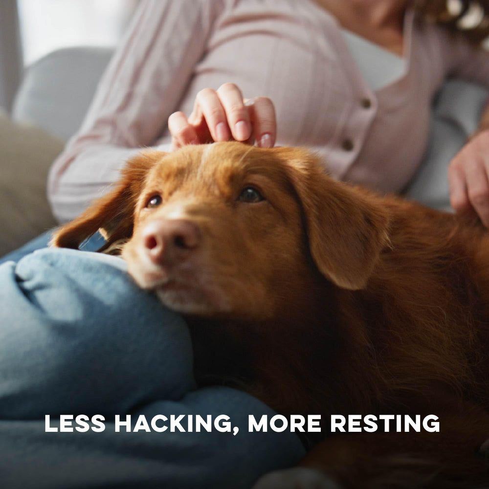 BestLife4Pets Breathe Easy: sin aditivos para uso diario seguro.