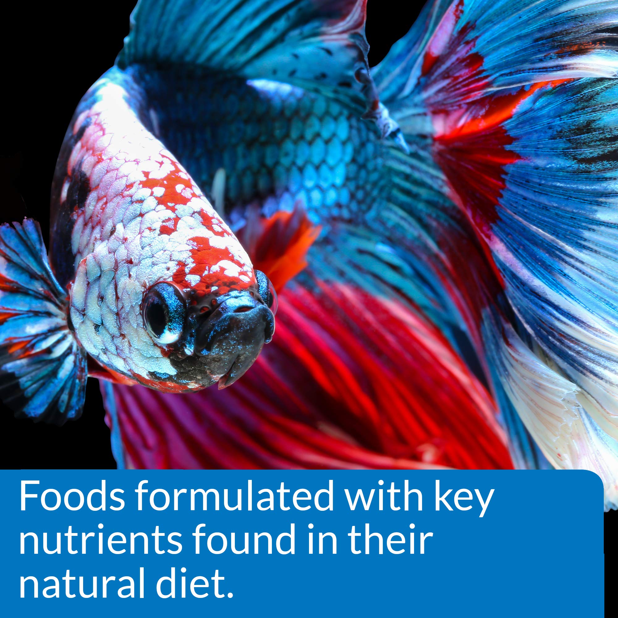 Betta feliz comiendo en acuario con pellets API BETTA FOOD