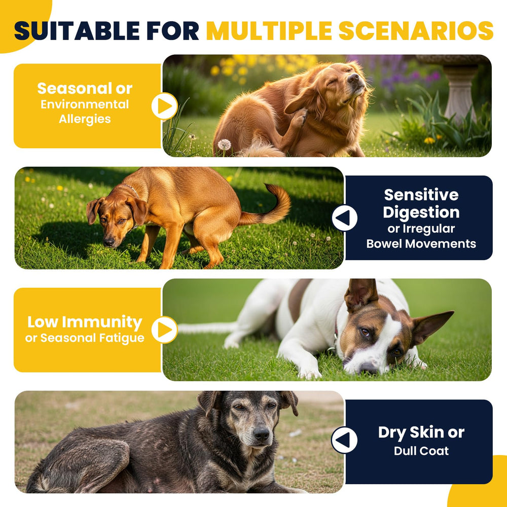 BFDEREN soporte digestivo para perros, ideal durante cambios de dieta.