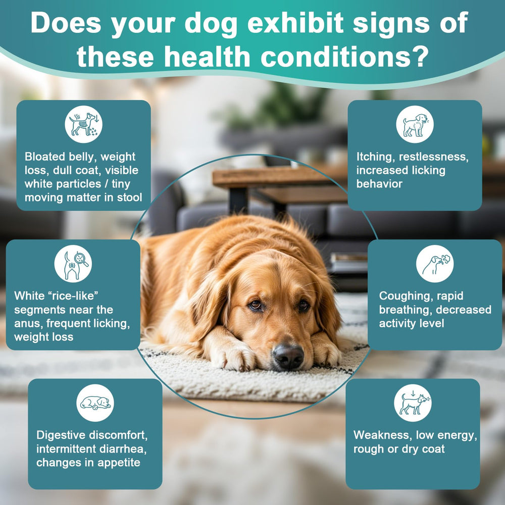 BiKontrun para perros: ingredientes naturales, apoyo suave al sistema inmune.
