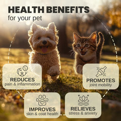 Billion Pets: gotero para administrar aceite de cáñamo con facilidad.
