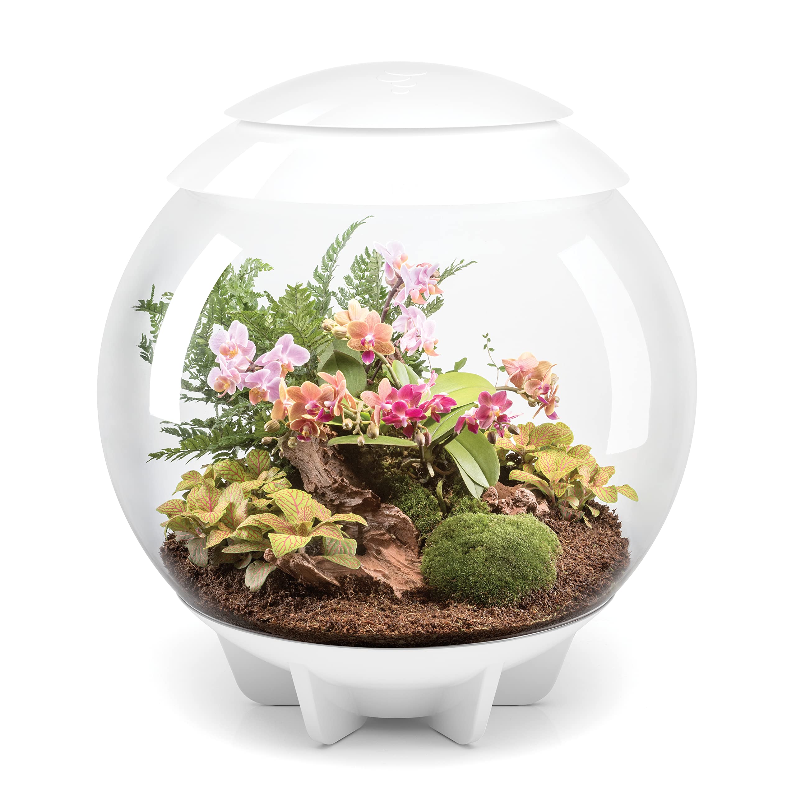 biOrb Aire 60 LED Terrario, vista 360 grados para observar el crecimiento de tus plantas