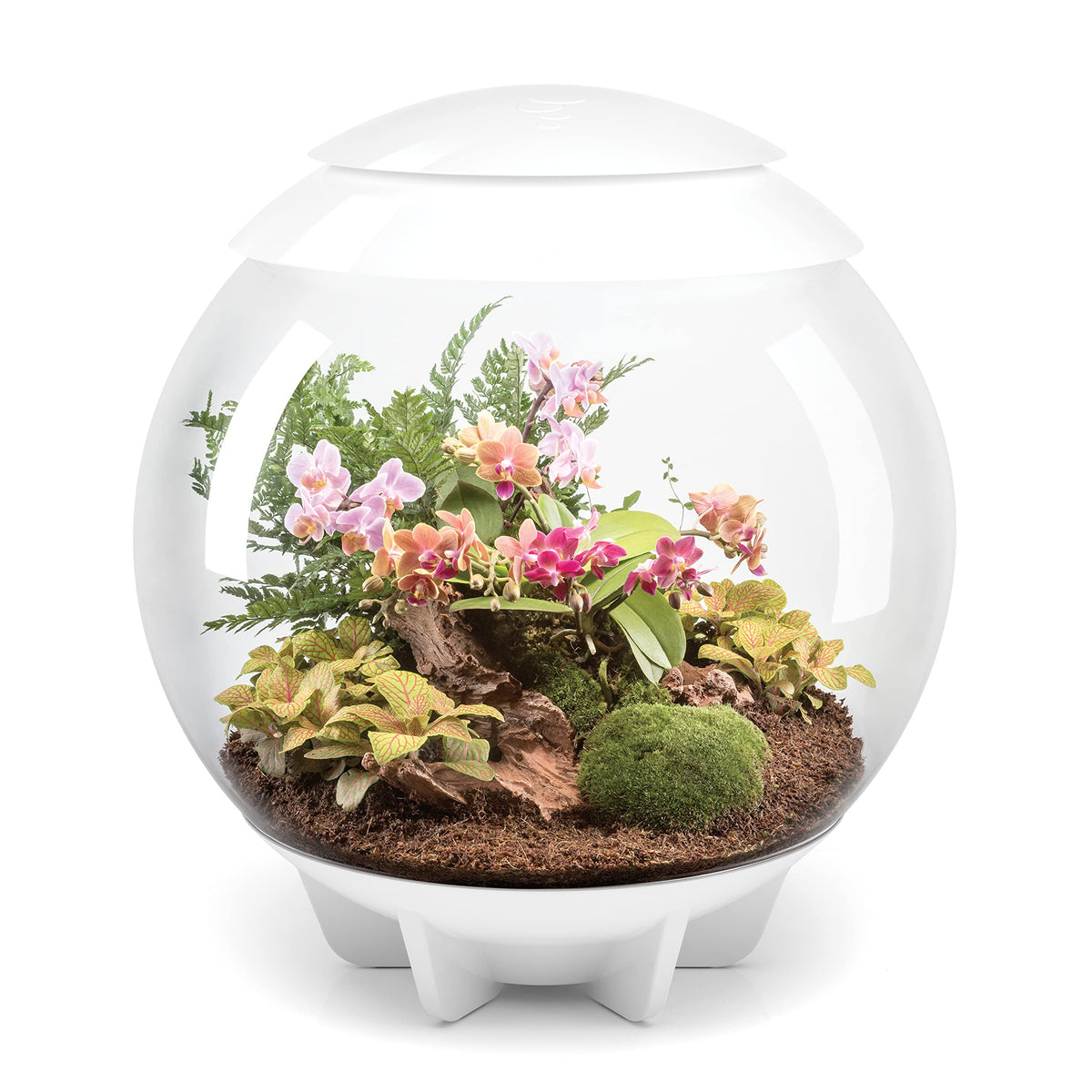 biOrb Aire 60 LED Terrario, vista 360 grados para observar el crecimiento de tus plantas