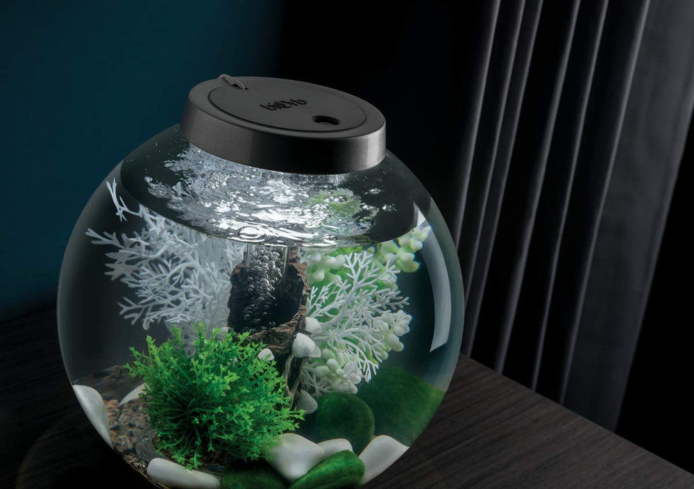 biOrb bola verde-caulerpa, complemento vegetal natural para acuario