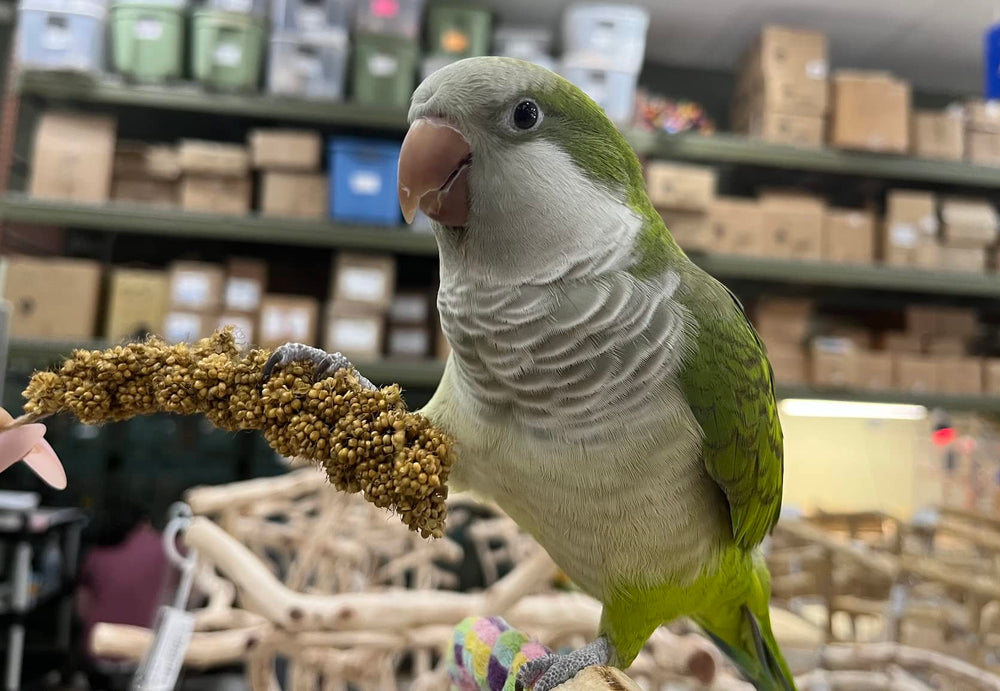 Birds LOVE 7 onzas, almacenamiento fácil y frescura mantenida