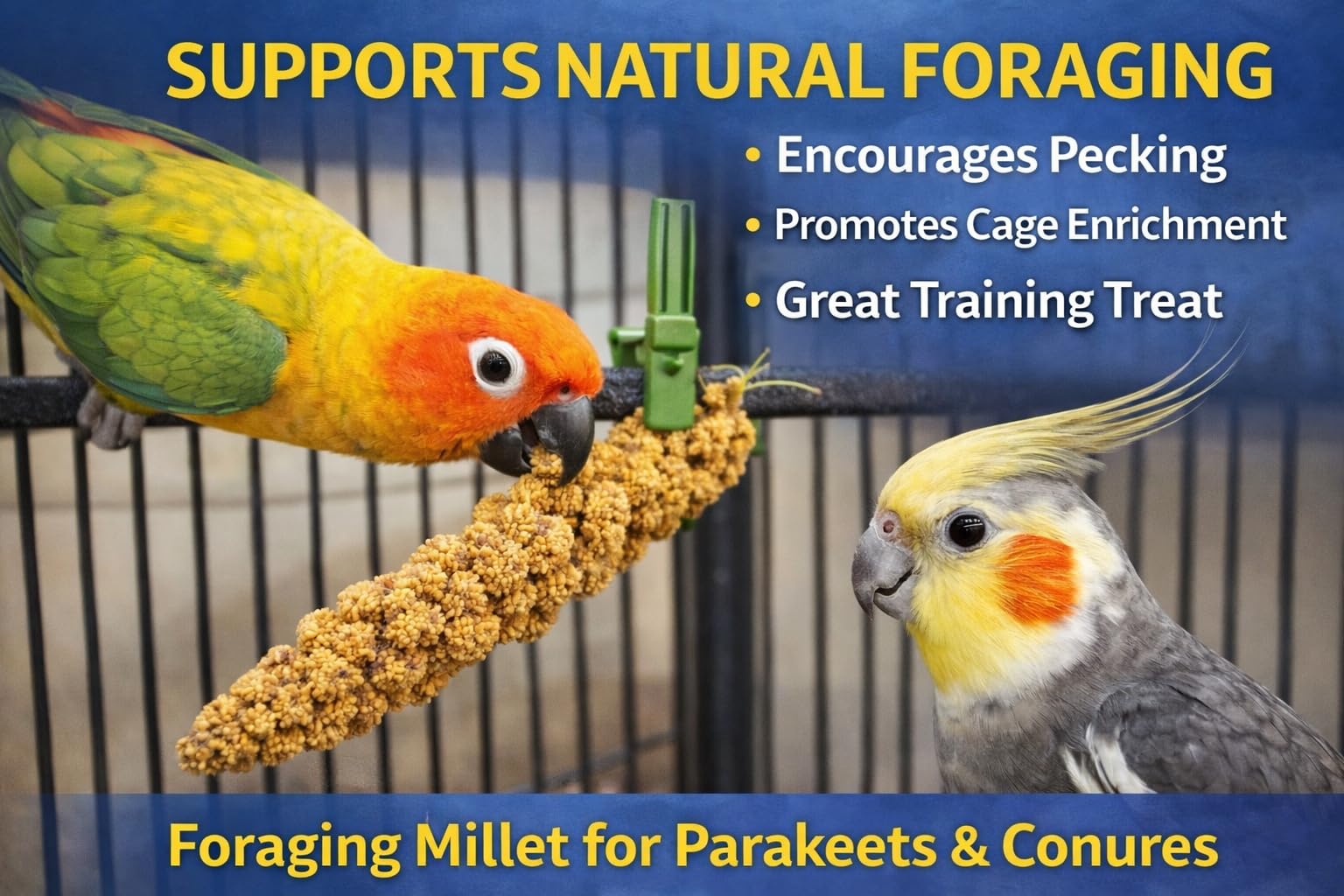 Birds LOVE espigas de mijo para forraje de aves