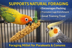 Birds LOVE espigas de mijo para forraje de aves