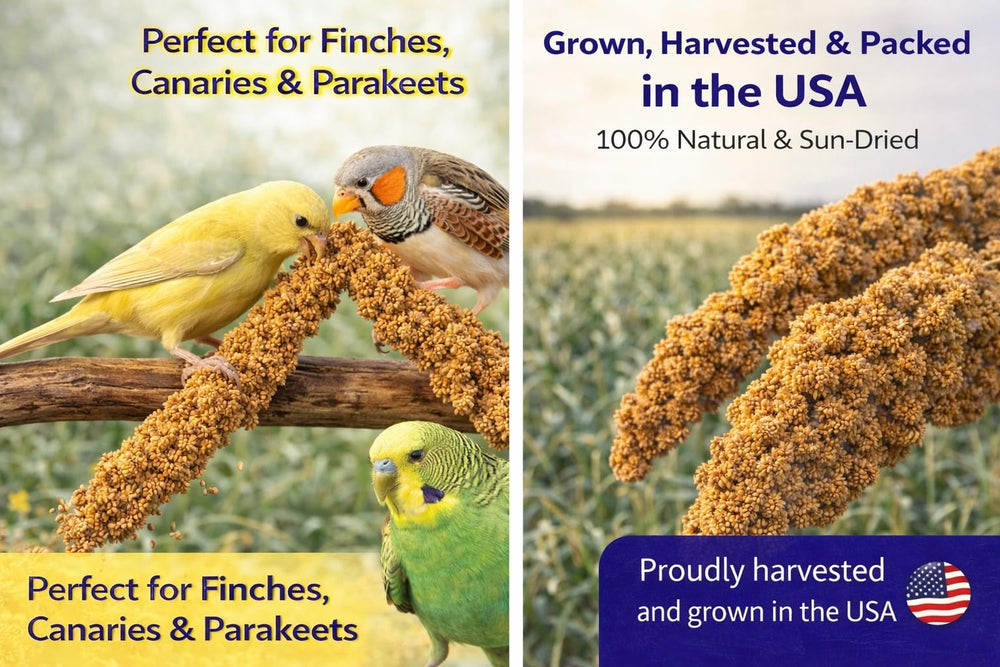 Birds LOVE sin aditivos, mijo 100% natural para aves.
