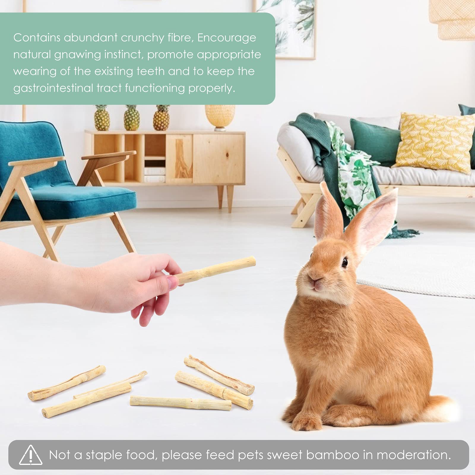 Bissap uso interactivo para fortalecer el vínculo con mascotas.