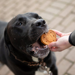 Blue Dog Bakery More Crunch: sin artificiales para gusto auténtico.